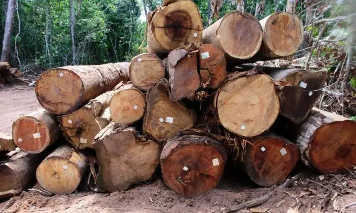 Período proibitivo de exploração florestal sustentável terminou nesta quarta-feira