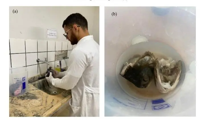 Pesquisadoras desenvolvem material biodegradável de amido e colágeno de peixe que pode substituir plástico sintético