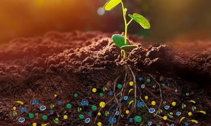 Pesquisas apontam maior qualidade no solo com microrganismos para substituir fertilizantes químicos em MT