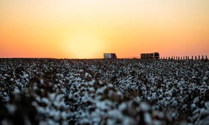 Plantio atinge 3,61% da área plantada em MT
