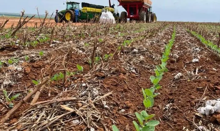 Plantio da soja em Mato Grosso chega a 35% da área