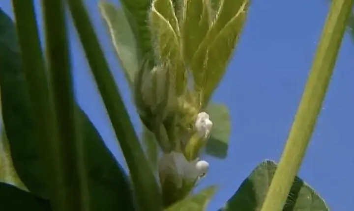 Plantio de soja atinge 99,58% nesta semana em Mato Grosso