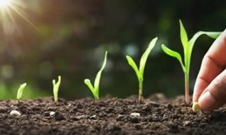 Plantio do milho avança e passa de 72% em Mato Grosso