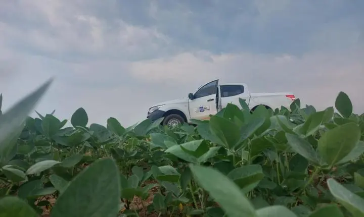 Prazo para plantio de soja em Mato Grosso termina no dia 07 de janeiro