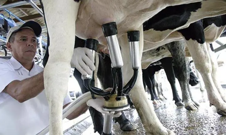 Preço ao produtor de leite em Mato Grosso despenca e setor sofre