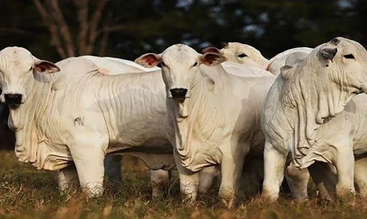 Preço do arroba do boi começa a reagir em MT, diz levantamento