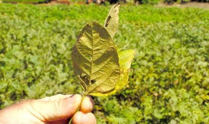Presença de doenças na soja foi maior em 22/23, diz Fundação MT