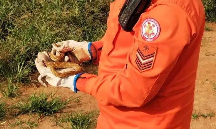 Primavera do Leste; Corpo de Bombeiros resgata cascavel e boipeva em áreas de risco