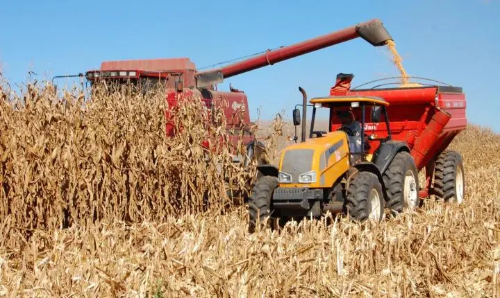 Primavera do Leste (MT) já tem perda consolidada de 30% na média de produtividade do milho safrinha