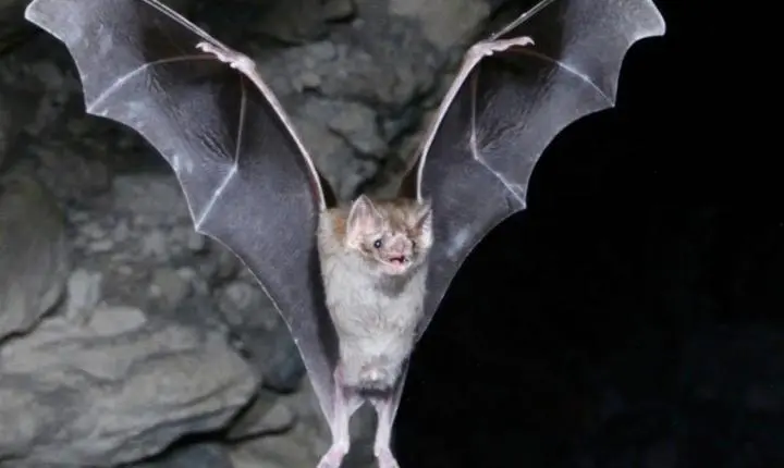 Primeiro caso de raiva em morcego é confirmado pela vigilância sanitária em município de MT