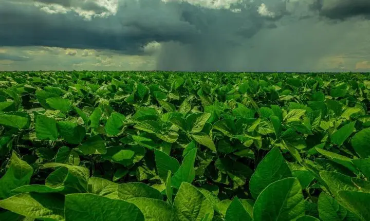 Produção de soja em MT deve atingir novo recorde com 42,82 milhões de toneladas