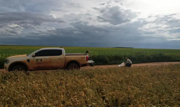 Produtividade final da soja em MT supera expectativas, mas custos e preços pressionam lucro