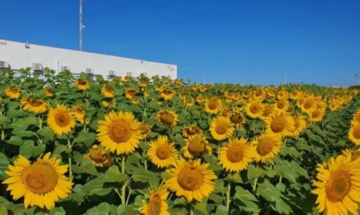 Produtor oferece fotos em lavoura de girassol em troca de alimentos para doar às famílias carentes de munícipio em MT