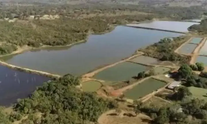Produtor pesca 200 toneladas por ano em épocas de chuva estável em MT