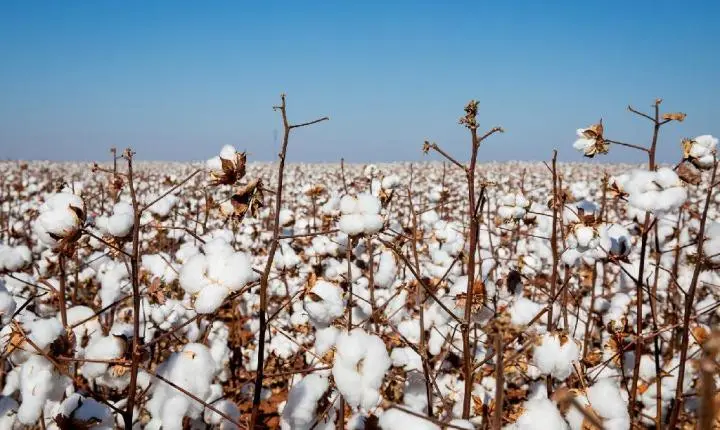 Produtores de algodão devem fazer cadastro das propriedades junto ao Indea