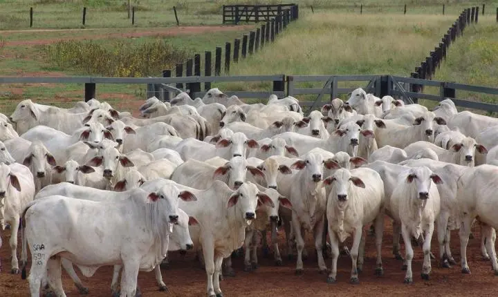 Produtores de MT aliam 'pecuária sustentável' com o manejo bovino