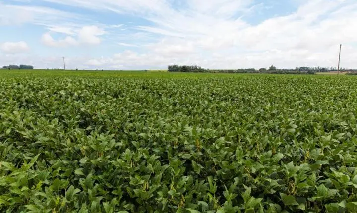 Produtores de soja têm até dia 15 para cadastrar área plantada