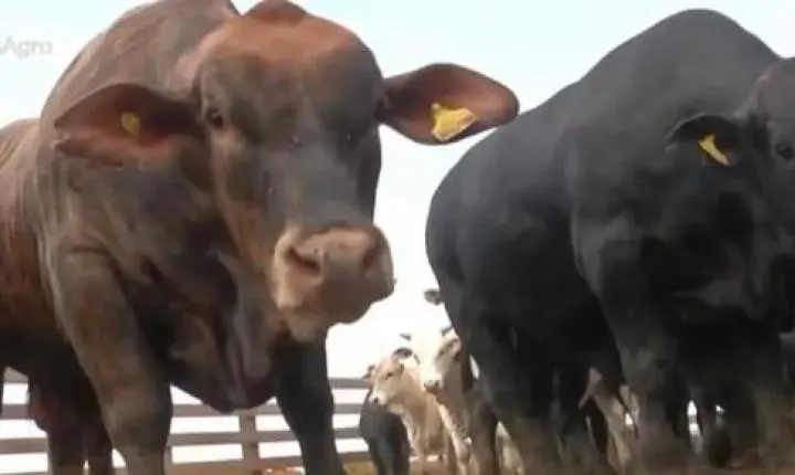 Produtores desenvolvem projeto para intensificar a pecuária de corte em MT