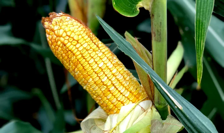 Produtores devem perder 4 milhões de toneladas de milho nesta safra em MT devido à estiagem, estima Aprosoja