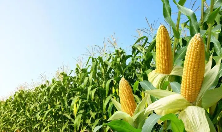 Produtores negociam 45,04% do milho 24/25 em Mato Grosso