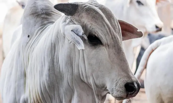 Produtores rurais têm até quinta-feira (30) para informar rebanho ao Indea; 42% ainda não fizeram comunicação