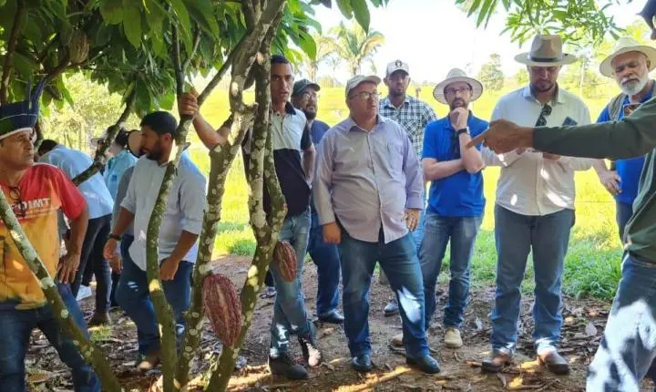 Produzir cacau na agricultura familiar é promissor e expansão da cultura é expectativa para MT