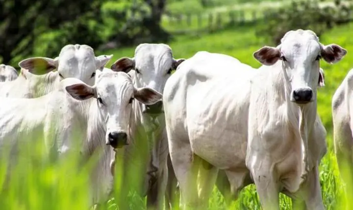 Programa para recuperação de pastagens integra 14 mi de hectares em MT