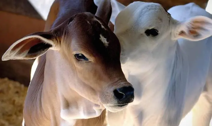 Projeto faz fazenda de MT aumentar em 20% peso de bezerros desmamados