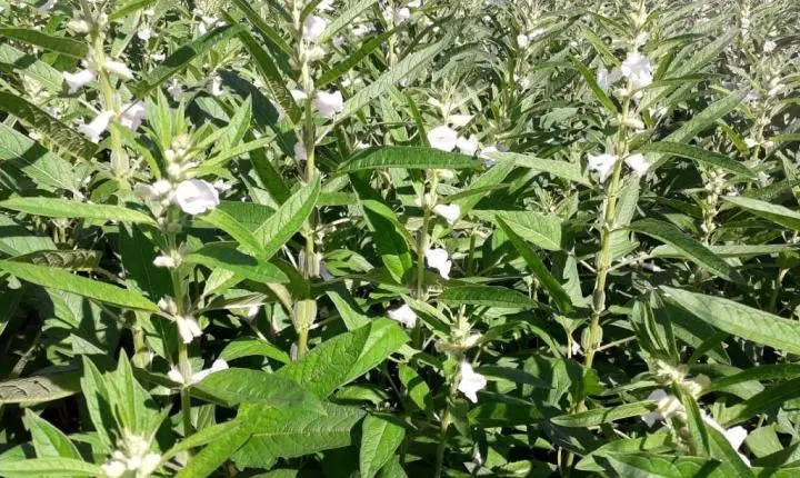 Pulses ganham força como terceira safra e prometem rentabilidade maior que milho e soja em MT