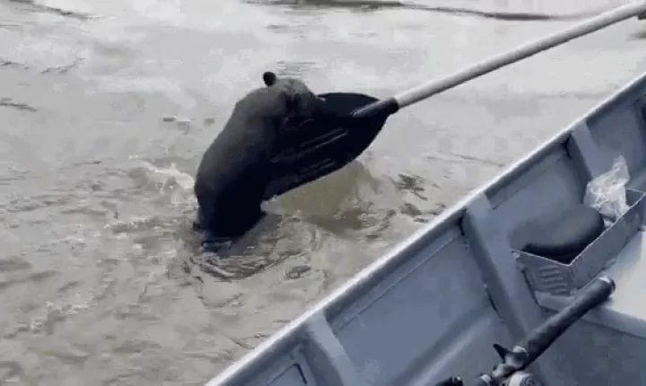 Quati pega “carona” em barco de pescadores durante travessia do Rio Xingu