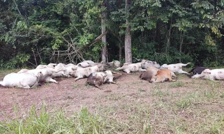 Raio mata 19 cabeças de gado em Juscimeira