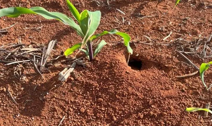 Ratos chegam a destruir mais de 30% dos estandes em milharais em Mato Grosso