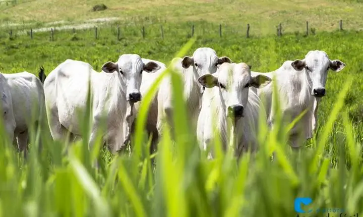 'Recepção' de bovinos em confinamento gera confiança e melhor desempenho no cocho