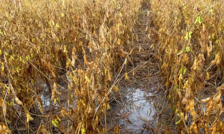 Região Sudeste é a mais atrasada na soja e milho em Mato Grosso
