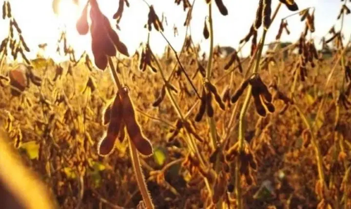 Seca eleva saca de soja a R$200 na região Sul e consumidor sofrerá impacto no bolso