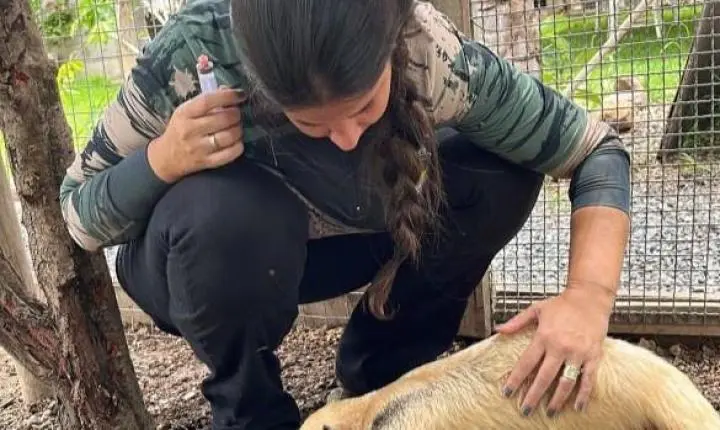 Sema abre cadastro para quem deseja ser guardião de animais silvestres; saiba como se inscrever