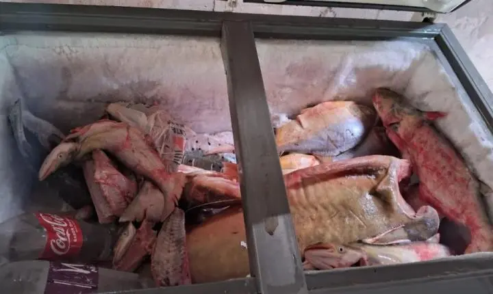 Sema apreende 81 quilos de pescado durante operação no Rio Vermelho em Rondonópolis