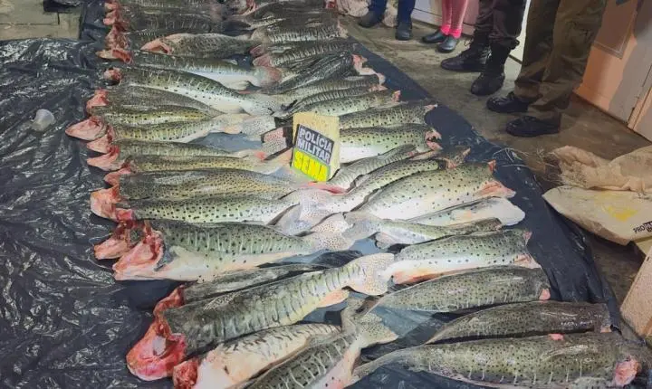 Sema-MT apreende 431 kg de pescado ilegal durante operação em Santo Antônio de Leverger