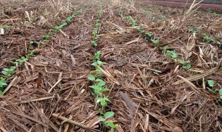 Semeadura da soja chega a 4,19% em Mato Grosso