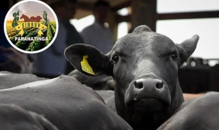 Sindicato Rural de Paranatinga alerta pecuaristas para campanha de atualização de estoque de rebanho