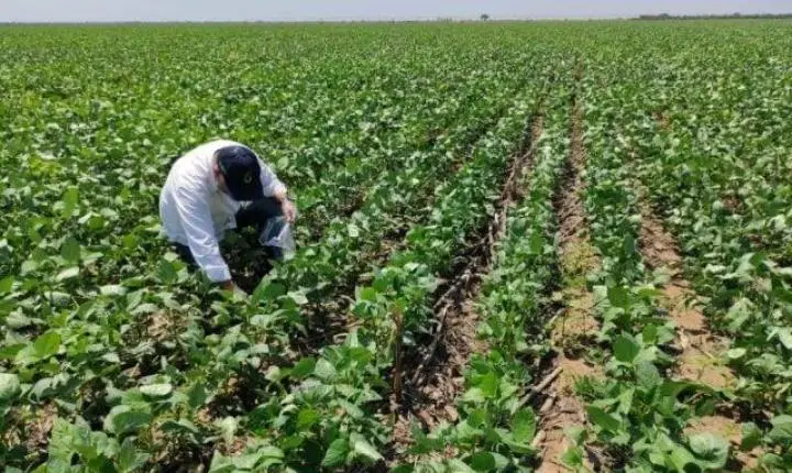 Soja: micro-organismos no solo podem evitar podridão da raiz