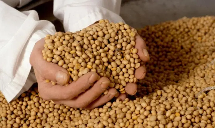 Soja sente queda do dólar e preços despencam no Brasil