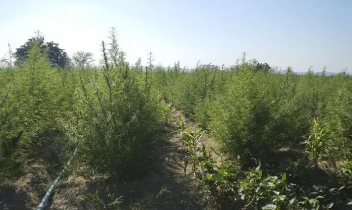 Supremo fixa 40g de maconha para diferenciar usuário de traficante 