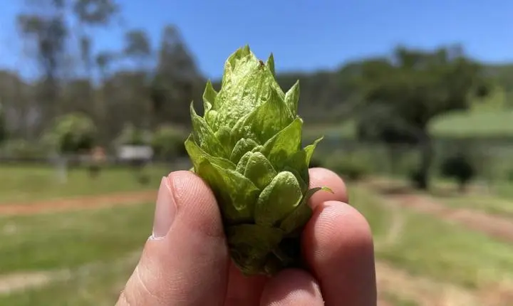 Universidade de MT faz pesquisa inédita de ingrediente usado para produção de cerveja