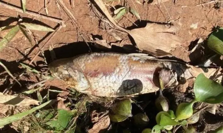 Usina é multada em R$ 5 milhões por morte de peixes no Lago do Manso em MT