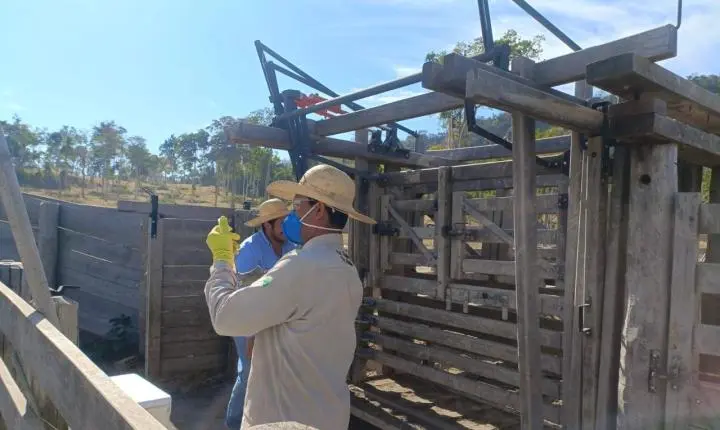 Vacinação obrigatória contra brucelose termina no dia 31 de julho