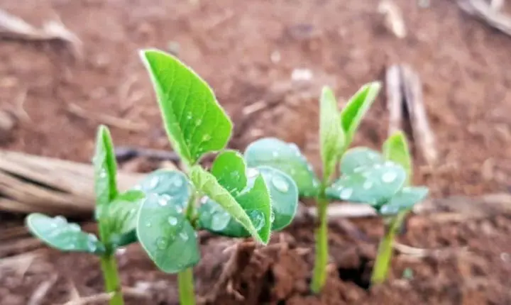 Vazio sanitário da soja para evitar doença causada por fungos começa em MT